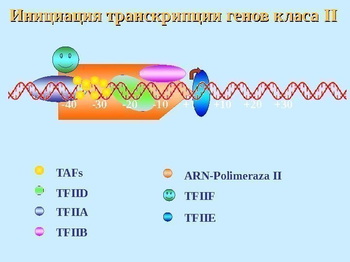 -10 -20 -30 -40 +1 +10 +20 +30 TAFs TFIID TFIIA TFIIB ARN- Polimeraza