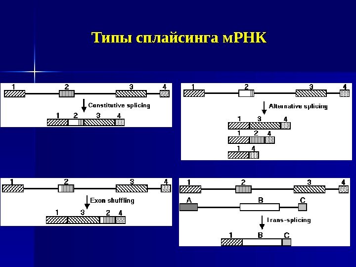 Типы сплайсинга м. РНК 