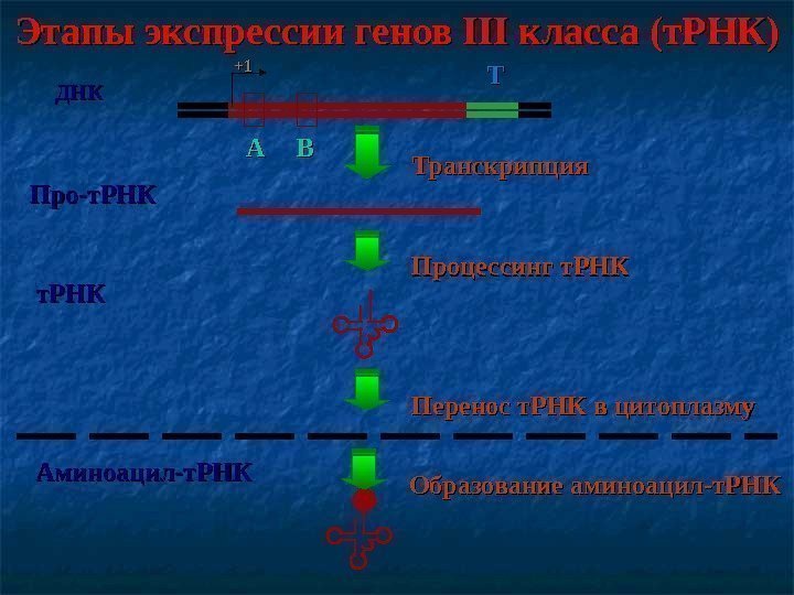 Транскрипция Перенос т. РНК в цитоплазму. Этапы экспрессии генов III класса (т. РНК) Процессинг