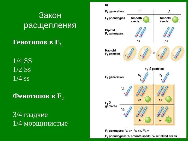 Закон расщепления Генотипов в F 2  1/4 SS 1/2 Ss 1/4 ss Фенотипов