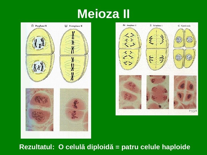 Meioza II Rezultatul :  O celulă diploidă = patru celule haploide 