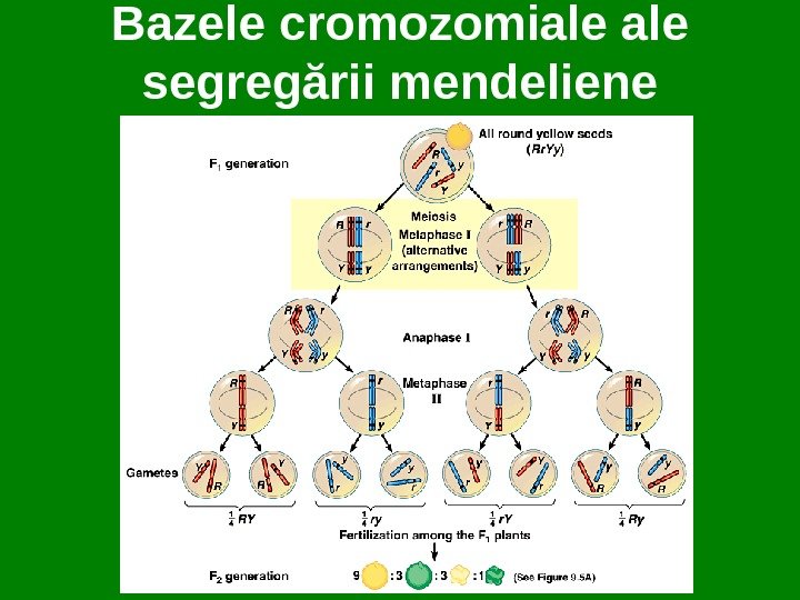 Bazele cromozomiale segregării mendeliene 