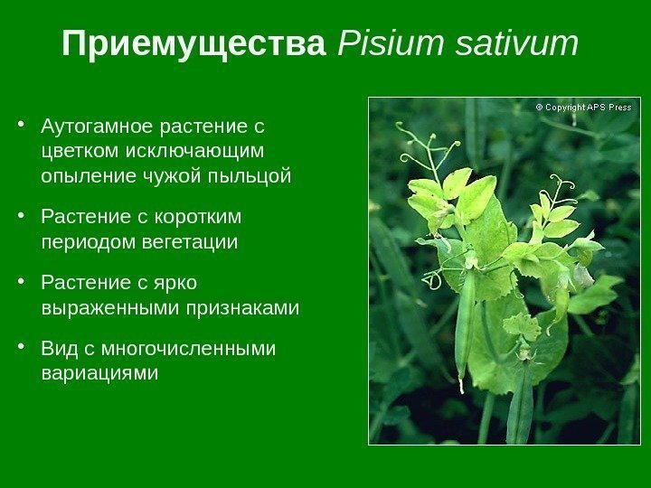 Приемущества  Pisium sativum  • Аутогамное растение с цветком исключающим опыление чужой пыльцой