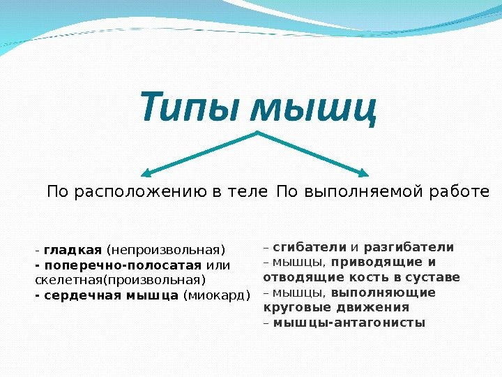 По расположению в теле По выполняемой работе - гладкая (непроизвольная) - поперечно-полосатая или скелетная(произвольная)