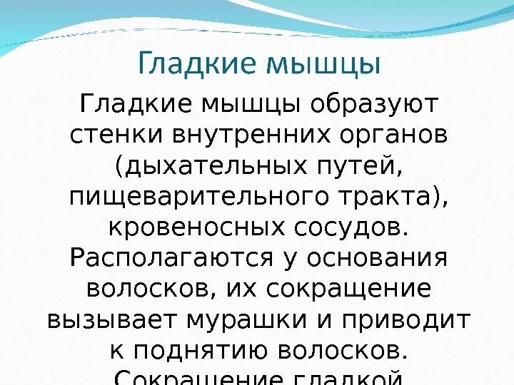 Гладкие мышцы образуют стенки внутренних органов (дыхательных путей,  пищеварительного тракта),  кровеносных сосудов.