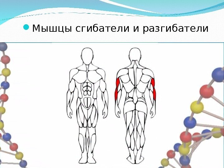  Мышцы сгибатели и разгибатели 