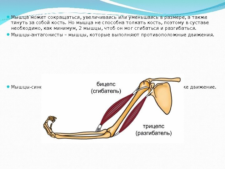  Мышца может сокращаться, увеличиваясь или уменьшаясь в размере, а также тянуть за собой