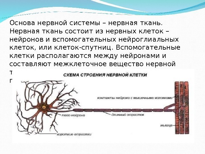 Основа нервной системы – нервная ткань.  Нервная ткань состоит из нервных клеток –