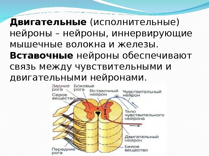 Двигательные (исполнительные) нейроны – нейроны, иннервирующие мышечные волокна и железы.  Вставочные нейроны обеспечивают