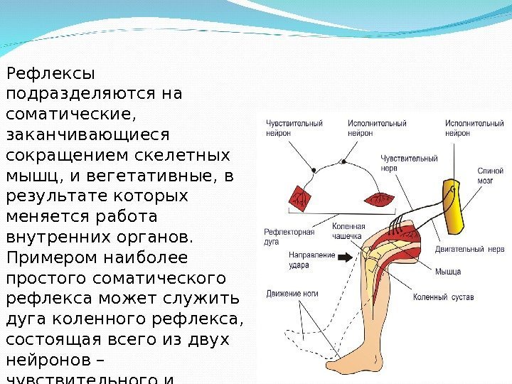 Установите последовательность этапов рефлекторной реакции кашля. Коленный рефлекс физиология. Части рефлекторной дуги коленного рефлекса. Схема рефлекторной дуги коленного рефлекса 5 звеньев. Рефлекторная дуга коленного рефлекса.