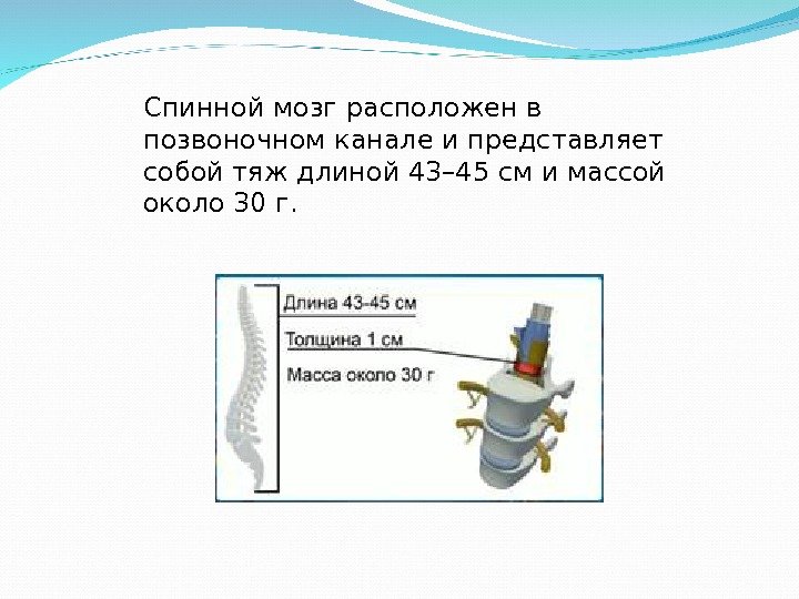 Спинной мозг расположен в позвоночном канале и представляет собой тяж длиной 43– 45 см