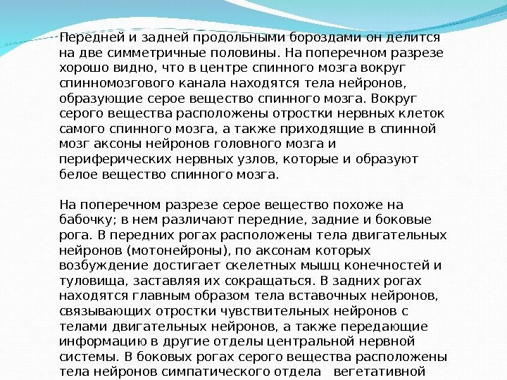 Передней и задней продольными бороздами он делится на две симметричные половины. На поперечном разрезе