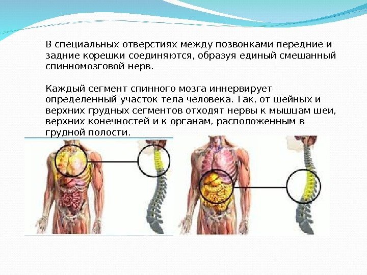 В специальных отверстиях между позвонками передние и задние корешки соединяются, образуя единый смешанный спинномозговой