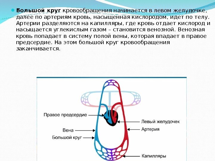  Большой круг кровообращения начинается в левом желудочке,  далее по артериям кровь, насыщенная