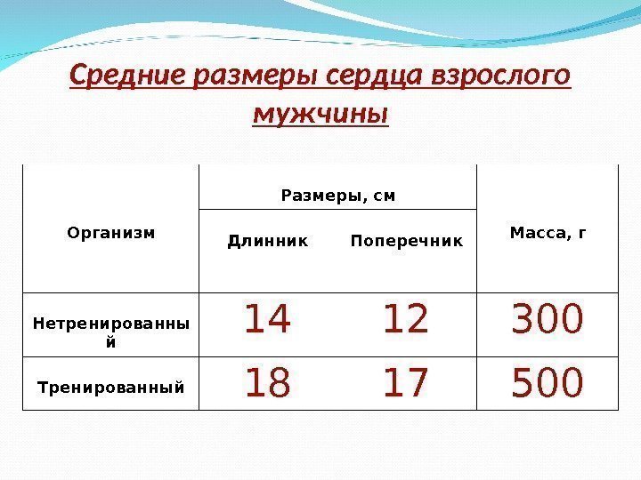 Средние размеры сердца взрослого мужчины Организм Размеры, см Масса, г Длинник Поперечник Нетренированны й