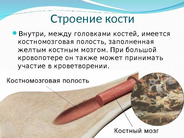 Строение кости Внутри, между головками костей, имеется костномозговая полость, заполненная желтым костным мозгом. При