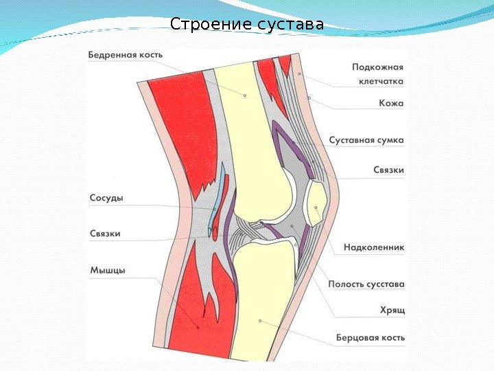 Строение сустава 