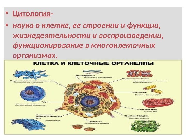 Цитология наука о клетке презентация 9 класс