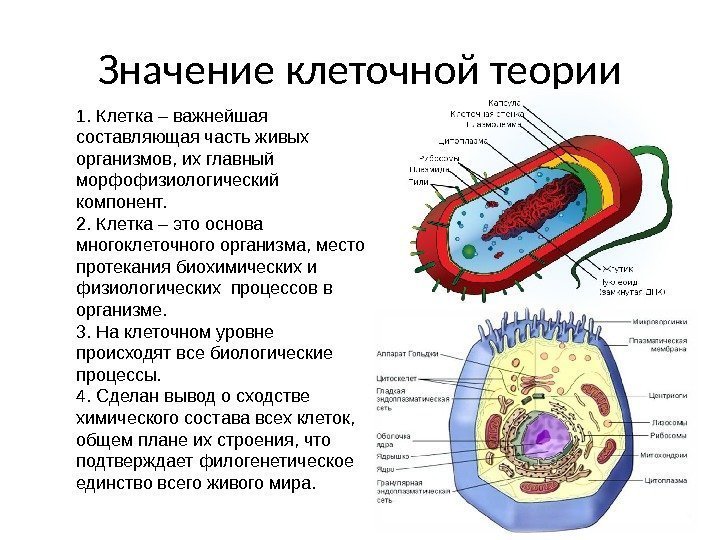 Значение клеточной теории 1. Клетка–важнейшая составляющаячастьживых организмов, ихглавный морфофизиологический компонент. 2. Клетка–этооснова многоклеточногоорганизма, место