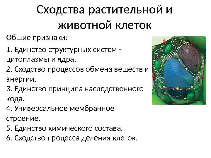 Сходства растительной и животной клеток Общие признаки: 1. Единство структурных систем - цитоплазмы и