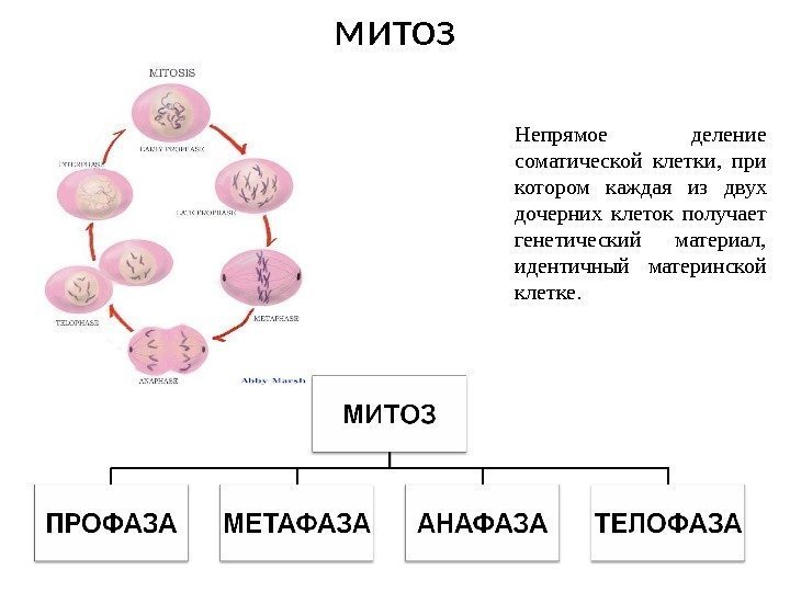 митоз Непрямое деление соматической клетки,  при котором каждая из двух дочерних клеток получает