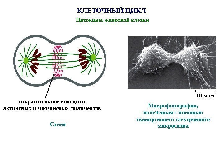 КЛЕТОЧНЫЙ ЦИКЛ Цитокинез животной клетки Схемасократительное кольцо из актиновых и миозиновых филаментов Микрофотография, полученная