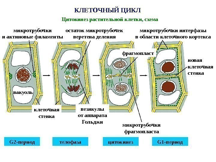 КЛЕТОЧНЫЙ ЦИКЛ Цитокинез растительной клетки, схема микротрубочки и актиновые филаменты остаток микротрубочек веретена деления