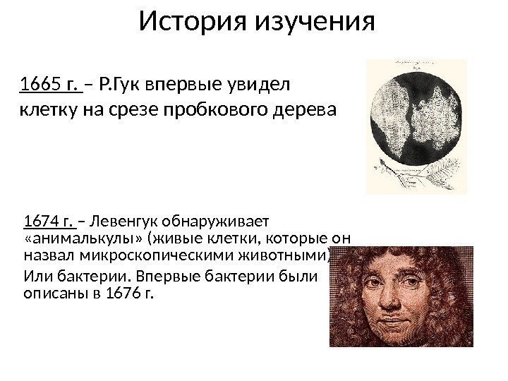 История изучения 1674 г.  – Левенгук обнаруживает  «анималькулы» (живые клетки, которые он