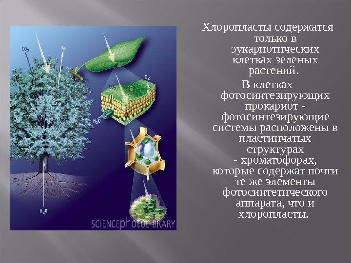 Хлоропласты содержатся только в эукариотических клетках зеленых растений.  В клетках фотосинтезирующих прокариот -