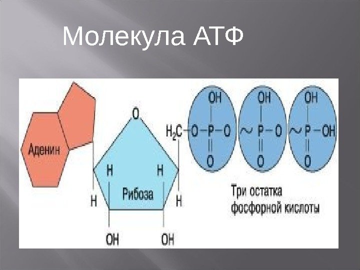 Молекула АТФ 
