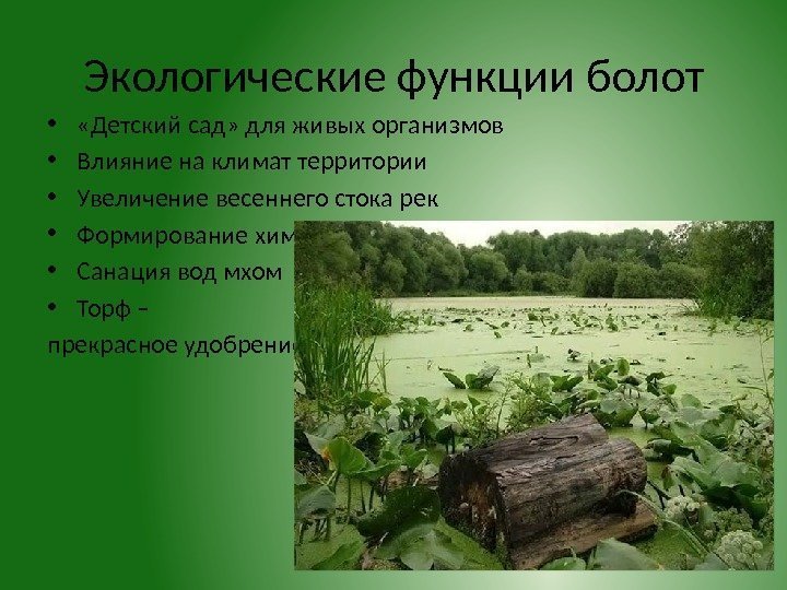 Экологические функции болот •  «Детский сад» для живых организмов • Влияние на климат