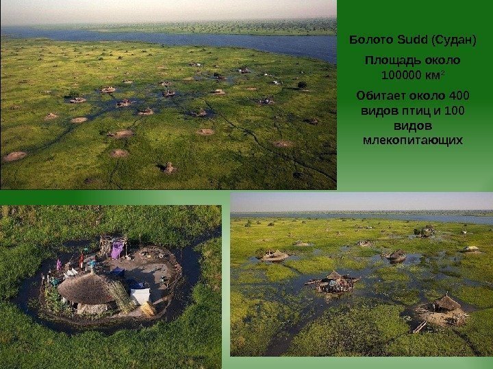 Болото Sudd (Судан) Площадь около 100000 км 2 Обитает около 400 видов птиц и