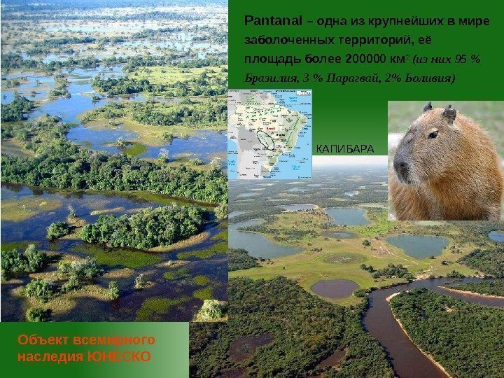 Pantanal – одна из крупнейших в мире заболоченных территорий, её площадь более 200000 км