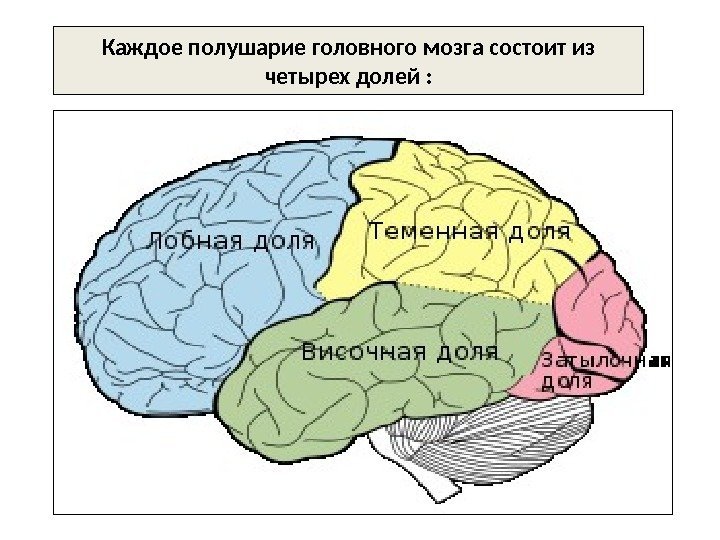 Каждое полушарие головного мозга состоит из четырех долей : 