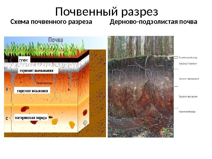 Почвенный разрез Схема почвенного разреза Дерново-подзолистая почва 
