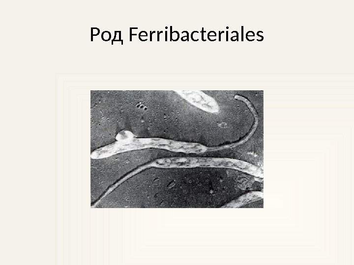 Род Ferribacteriales 