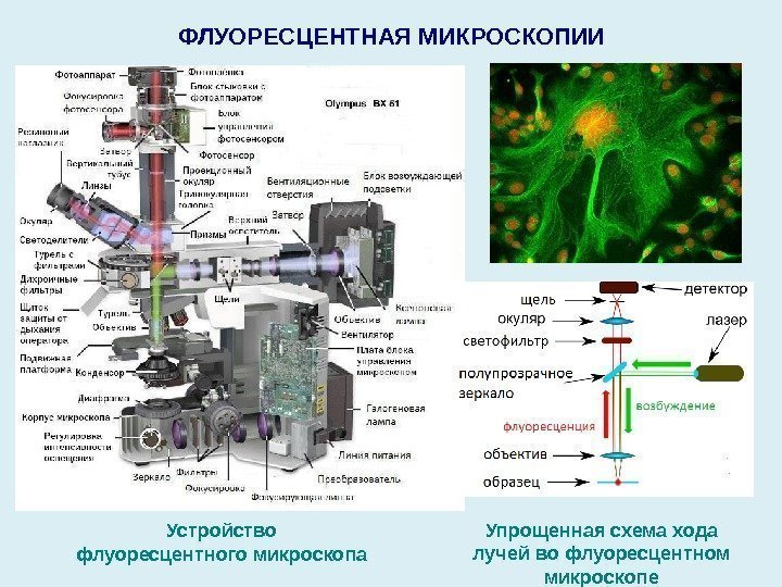 ФЛУОРЕСЦЕНТНАЯ МИКРОСКОПИИ Устройство флуоресцентного микроскопа Упрощенная схема хода лучей во флуоресцентном микроскопе 