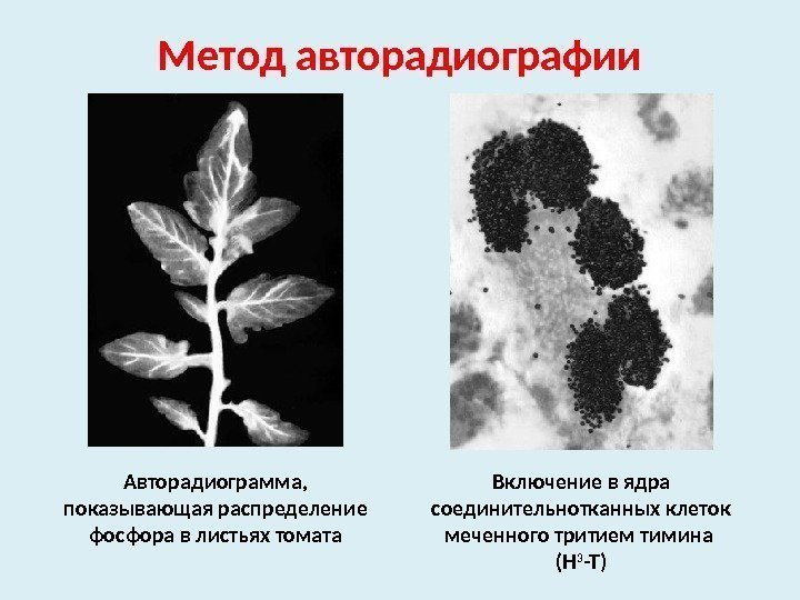 Метод авторадиографии Авторадиограмма,  показывающая распределение фосфора в листьях томата Включение в ядра соединительнотканных