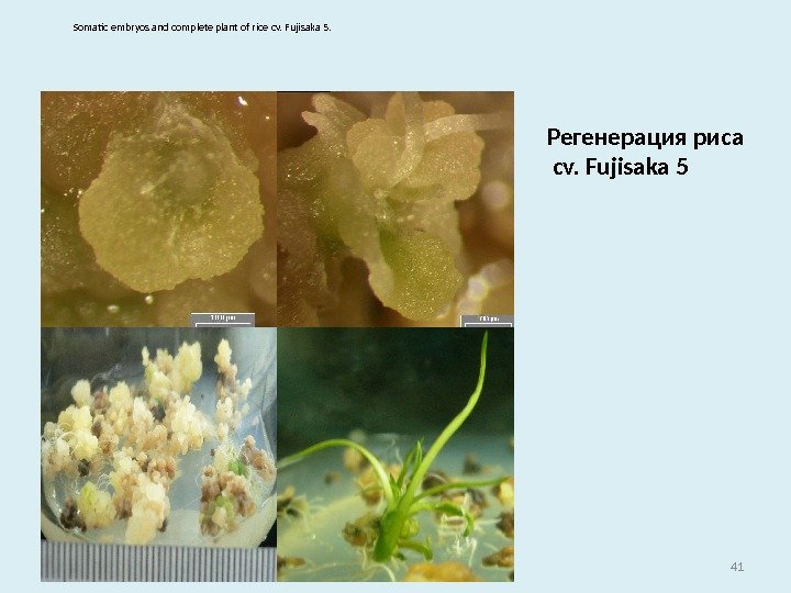 41 Регенерация риса cv. Fujisaka 5 Somatic embryos and complete plant of rice cv.