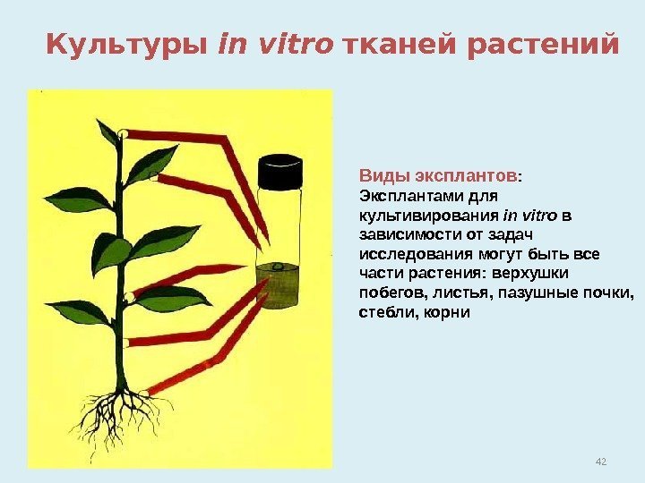 42 Культуры in vitro  тканей растений Виды эксплантов : Эксплантами для культивирования in