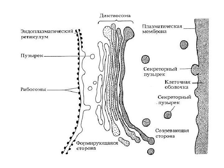 Какая структура клетки изображена на рисунке