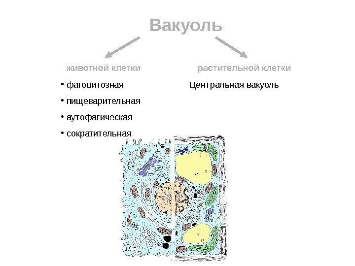       Вакуоль животной клетки растительной клетки •  фагоцитозная