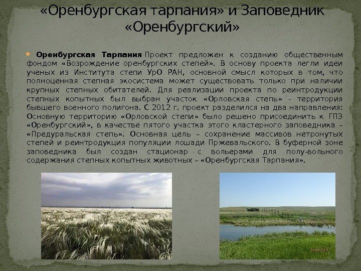  Оренбургская Тарпания Проект предложен к созданию общественным фондом  «Возрождение оренбургских степей» .