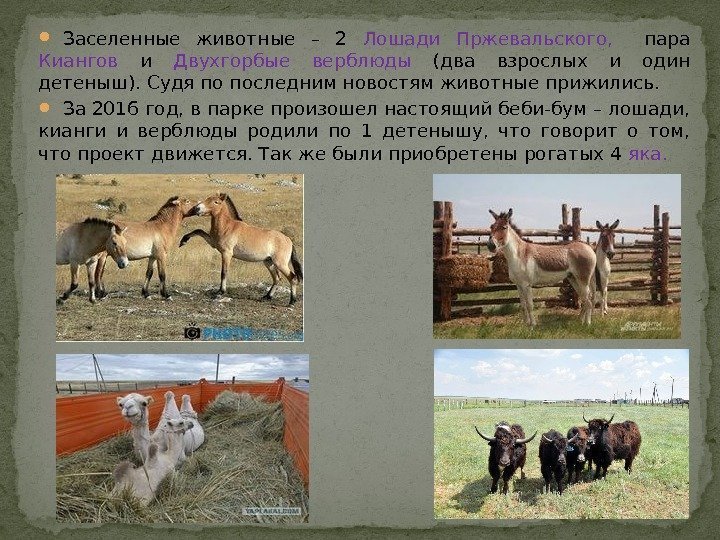  Заселенные животные – 2 Лошади Пржевальского, пара  Киангов и  Двухгорбые верблюды