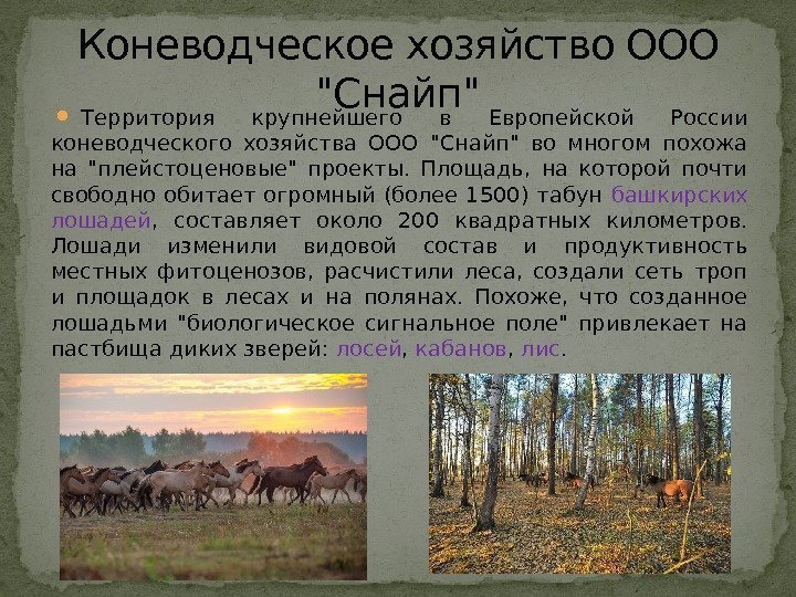  Территория крупнейшего в Европейской России коневодческого хозяйства ООО Снайп во многом похожа на