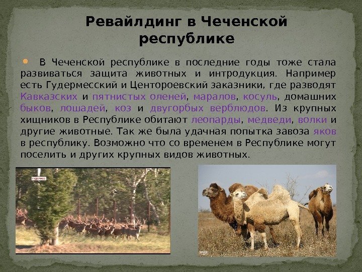   В Чеченской республике в последние годы тоже стала развиваться защита животных и