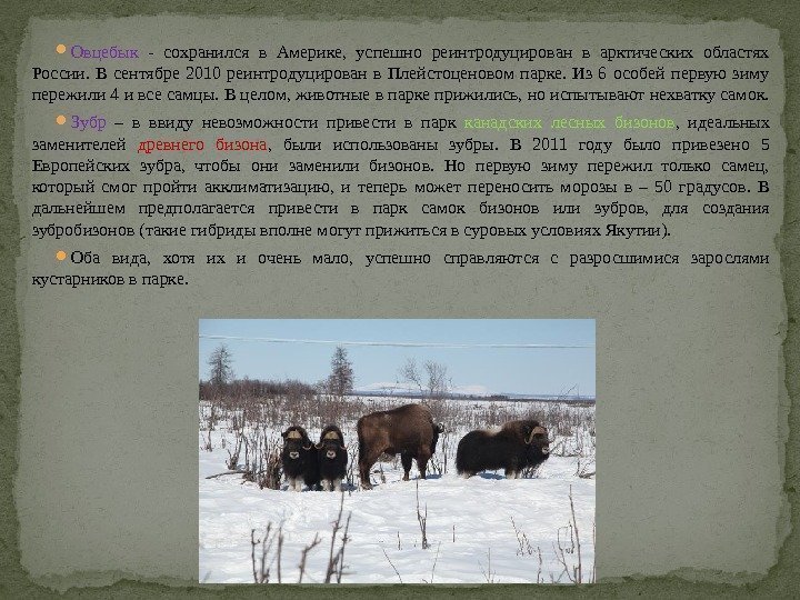  Овцебык - сохранился в Америке,  успешно реинтродуцирован в арктических областях России. 