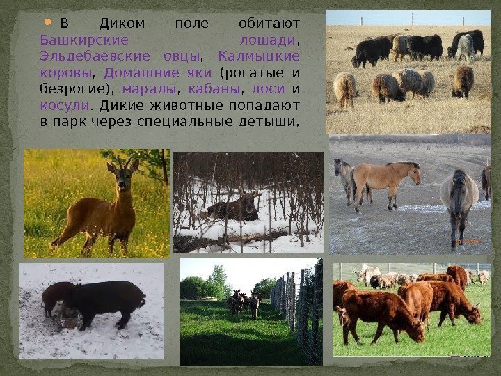  В Диком поле обитают Башкирские лошади ,  Эльдебаевские овцы ,  Калмыцкие