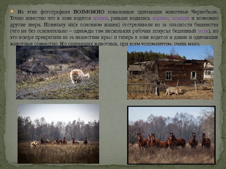  На этих фотографиях ВОЗМОЖНО показанные одичавшие животные Чернобыля.  Точно известно что в