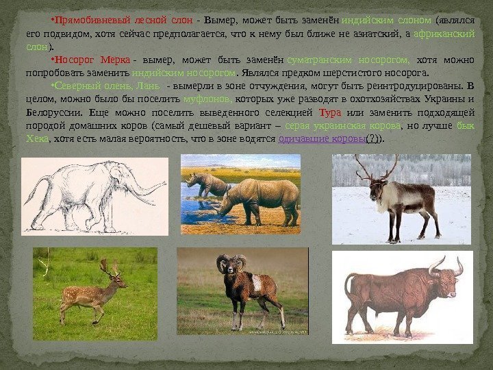  • Прямобивневый лесной слон - Вымер,  может быть заменён индийским слоном (являлся